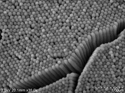 Microvilli-conductive-staining